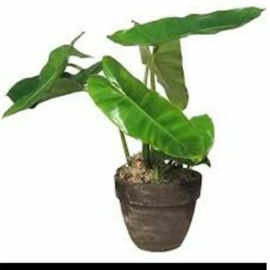 Philo Brekele / Philodendron Burle Mark