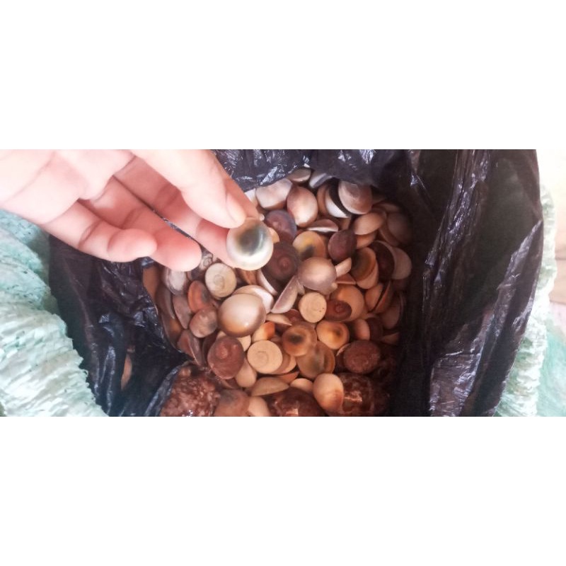 Hobi/Kerang/hiasan/mainan