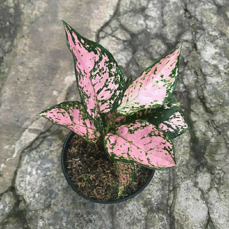 ruby pink anakan/baby