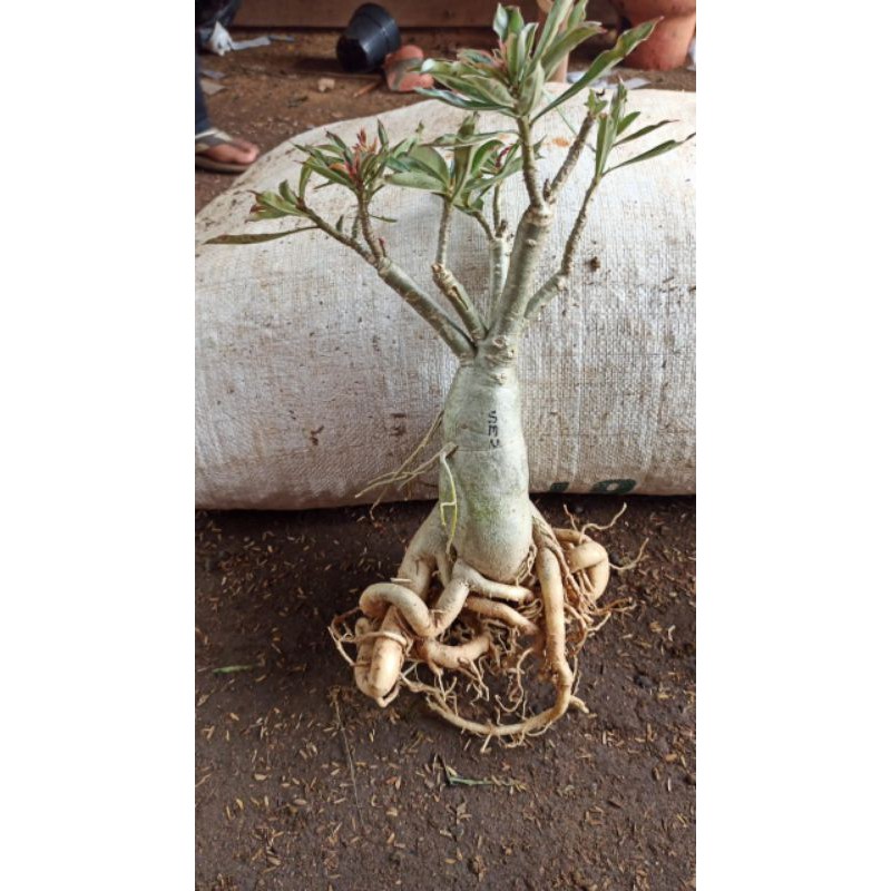 adenium tumpuk