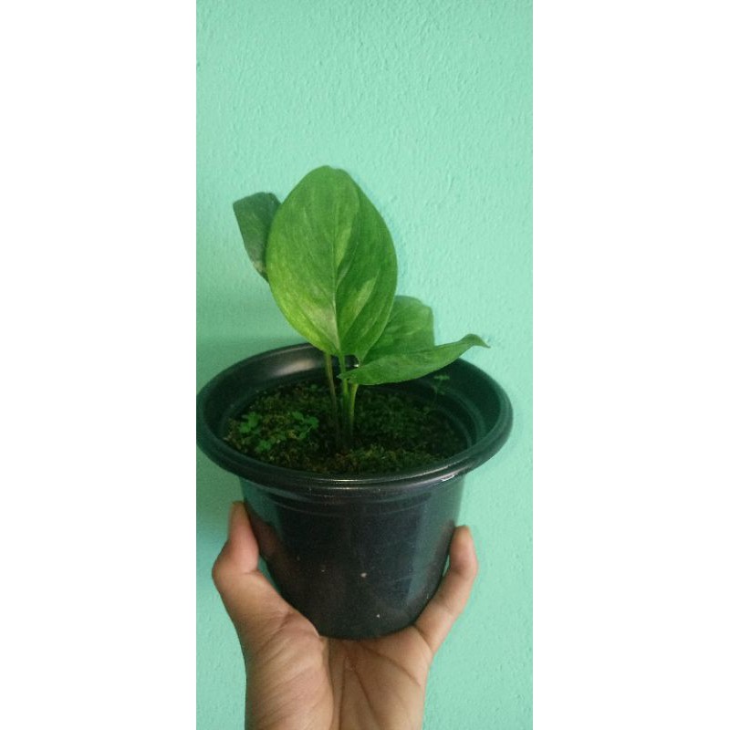 Filo variegata
