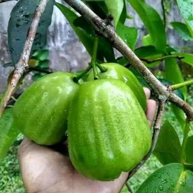 bibit jambu air kiojok
