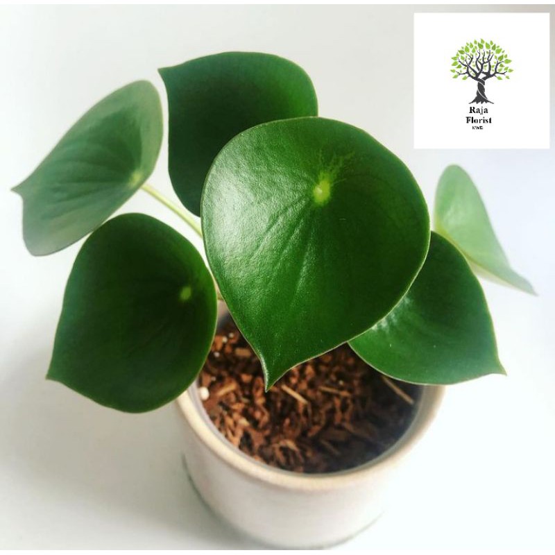 Peperomia green raindrop