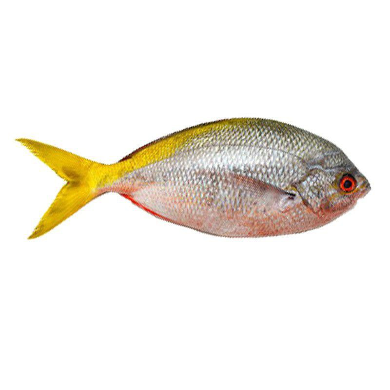 Ikan Ekor Kuning