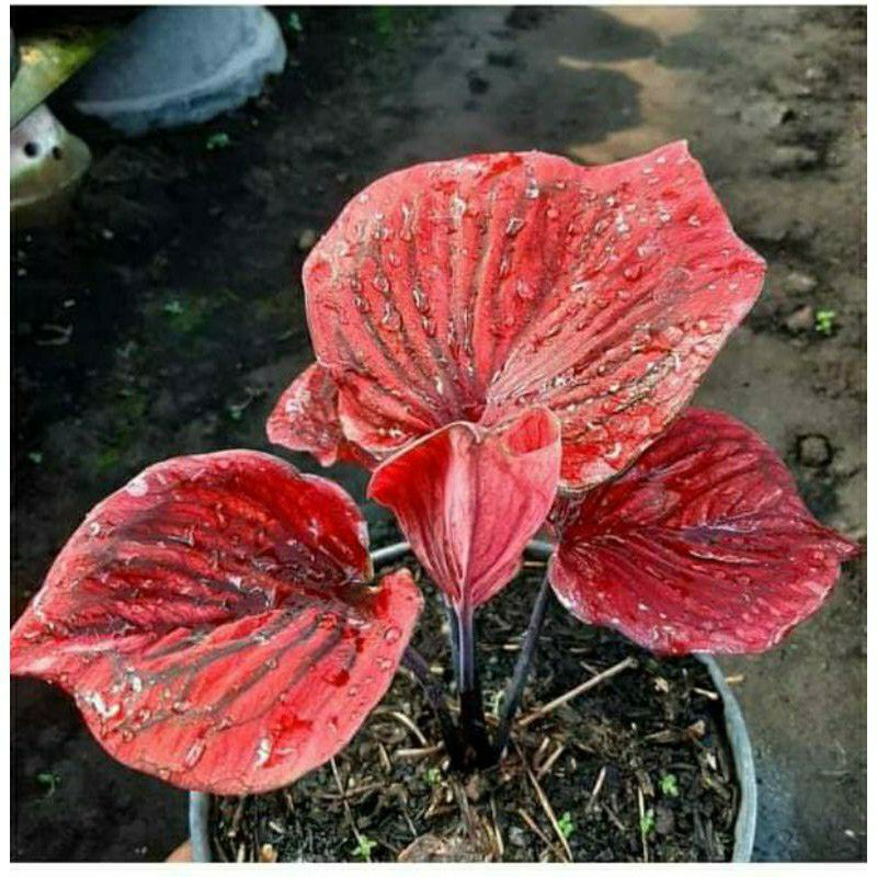 caladium Nagoyo bibit