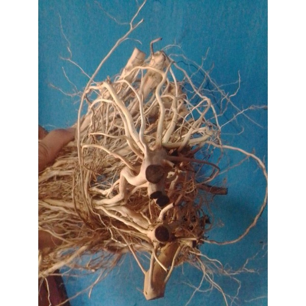 AKAR SENGGANI JOSSS