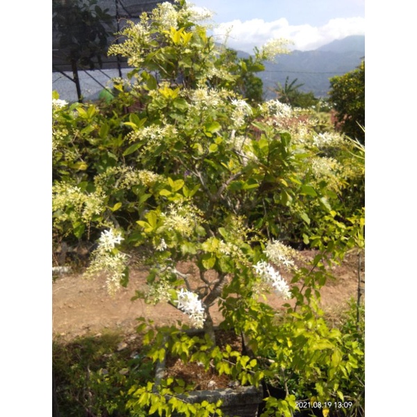 bunga petrea putih