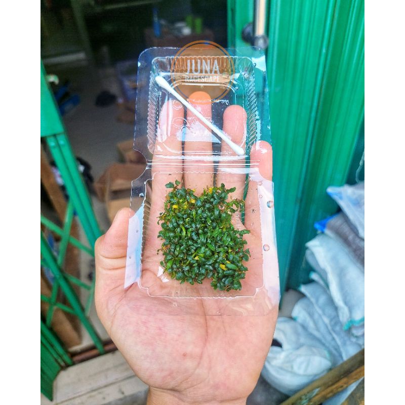 BUCEPHALANDRA SP MICRO KERABAI GRAD A / BUCE AQUASCAPE