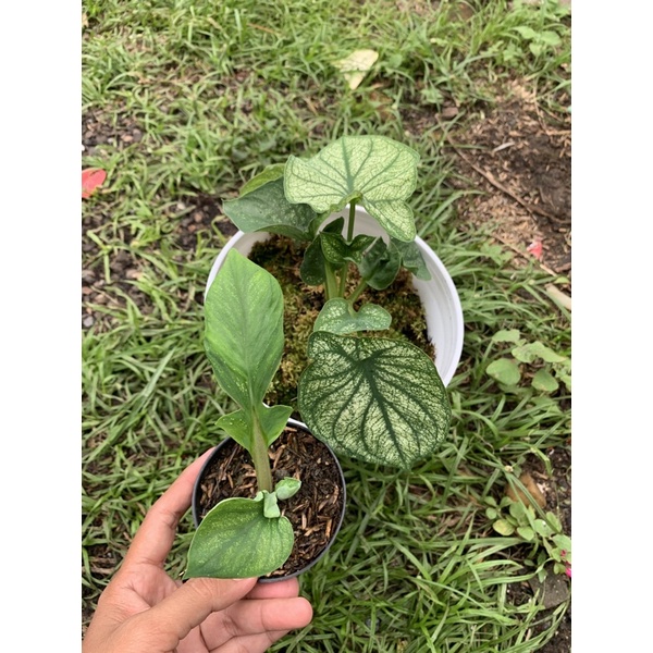caladium white swam