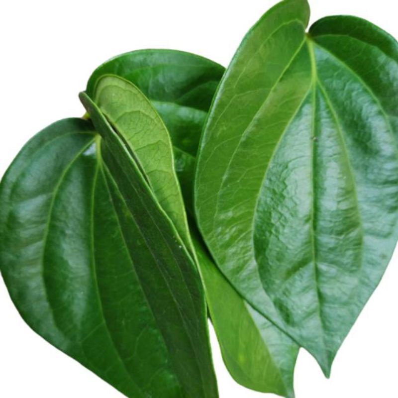 DAUN SIRIH FRESH