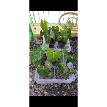 anthurium regale