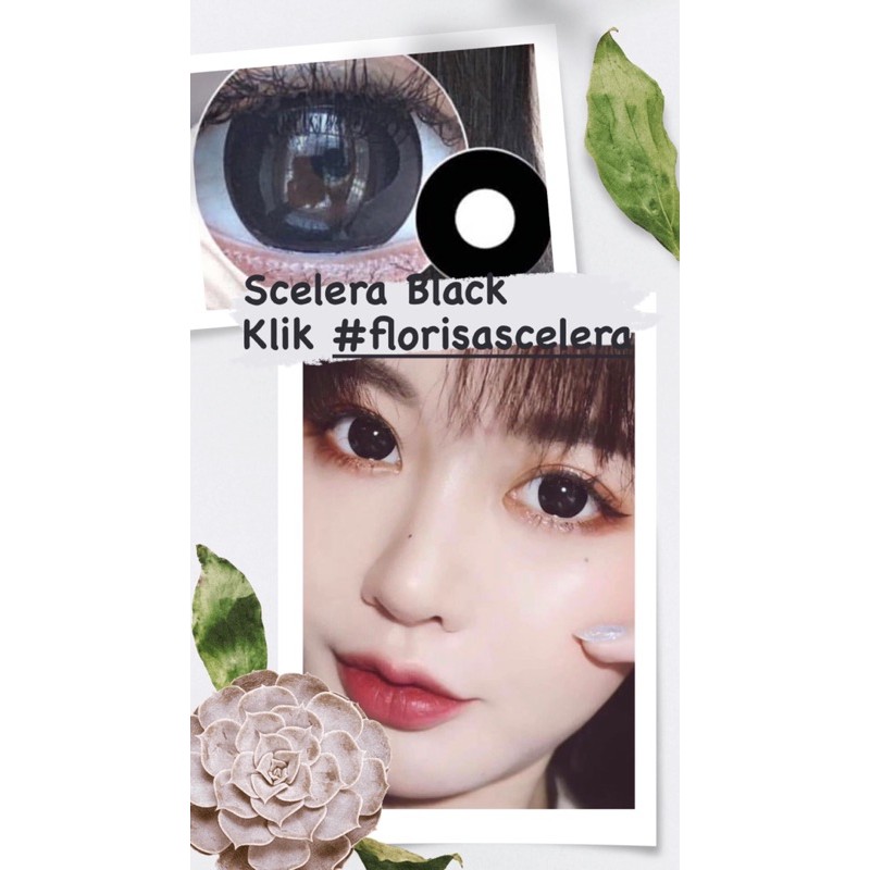 FLORISA SCELERA / SCLERA