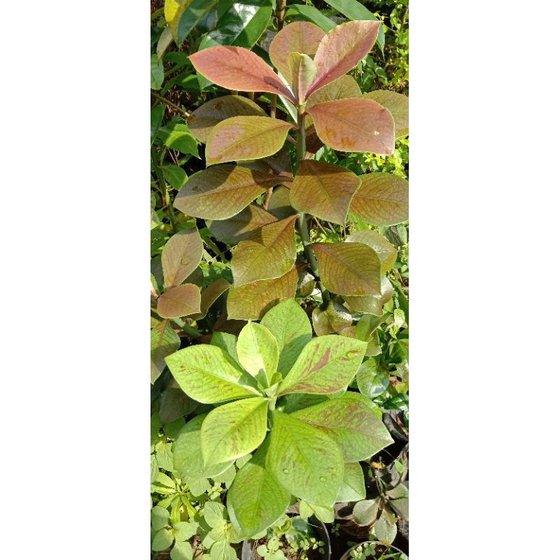 tanaman herbal daun tembaga