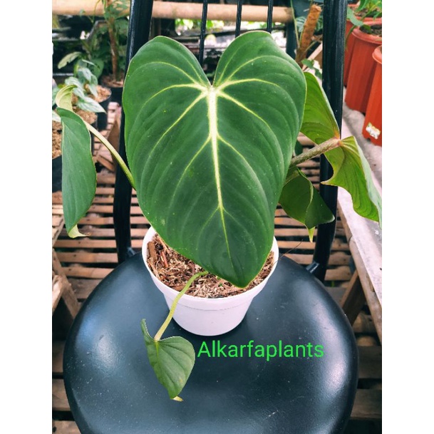 philodendron gloriosum