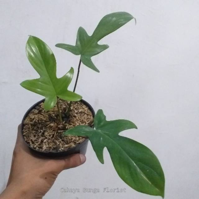 Philodendron Florida Ghost