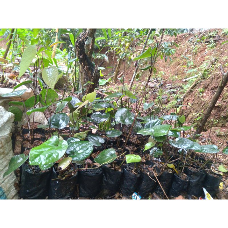 bibit kemukus/rinu dalam polybag