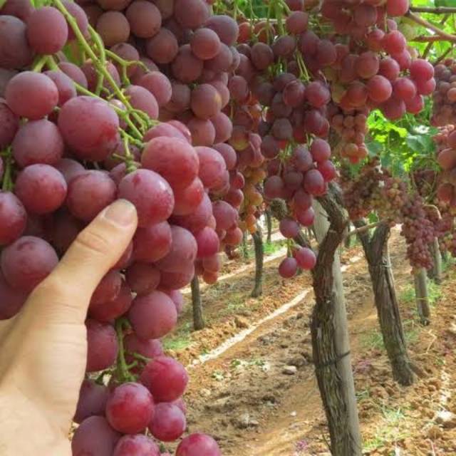 Bibit anggur import jupiter (BISA COD)