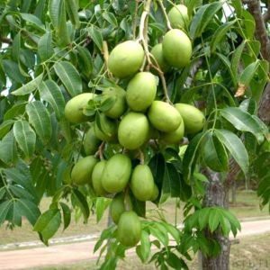 Bibit Kedondong Mini Cepat Berbuah