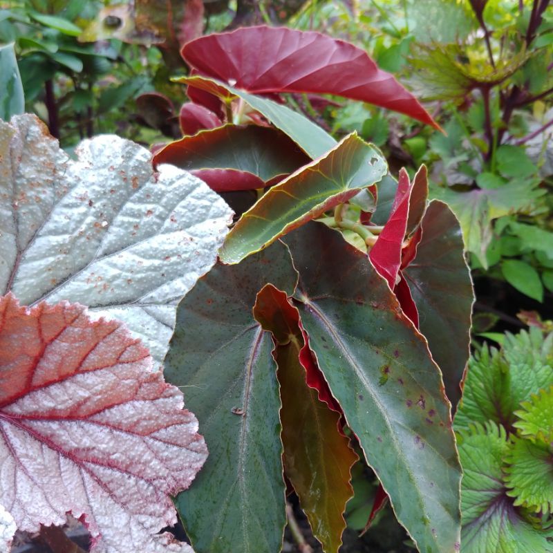 Begonia Coccinea