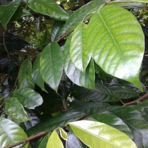 Daun Pala Segar 100gram COD