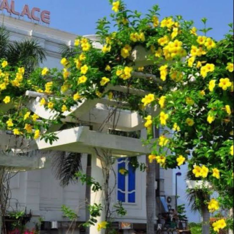 bibit tanaman alamanda bunga terompet kuning