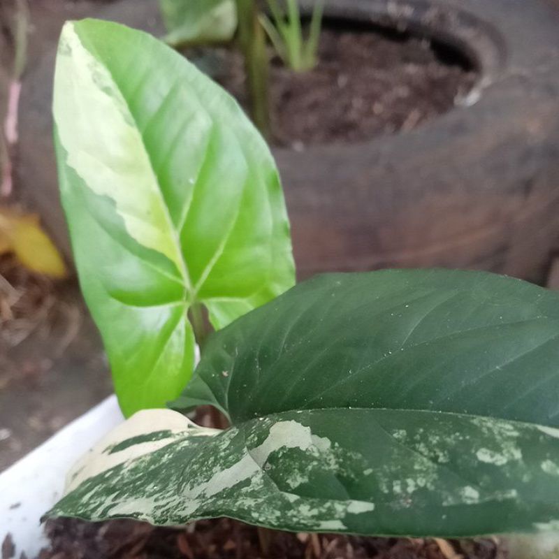 singonium var yellow