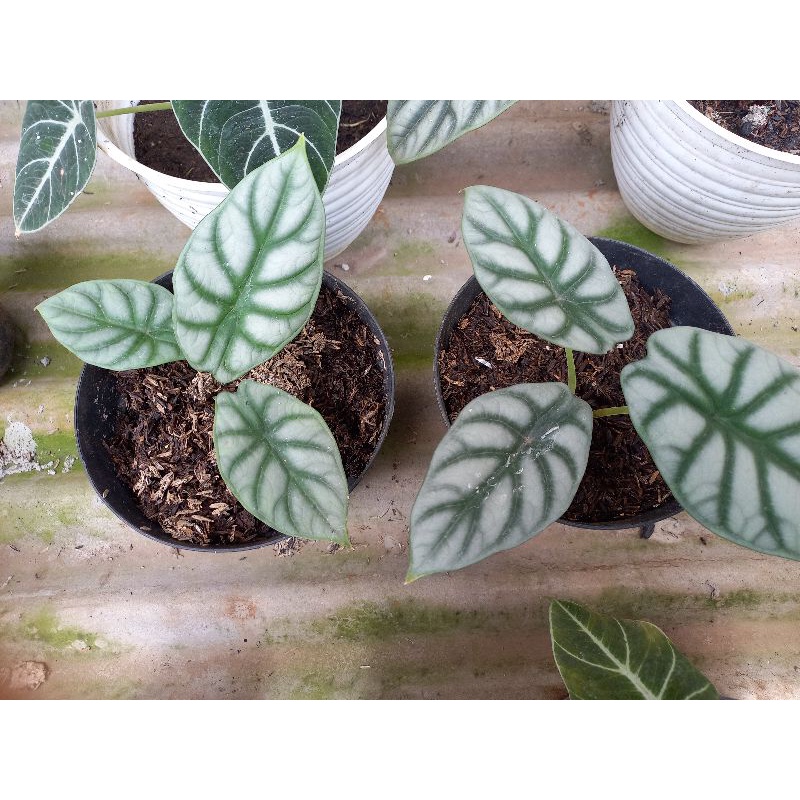 Alokasia Dragon Silver