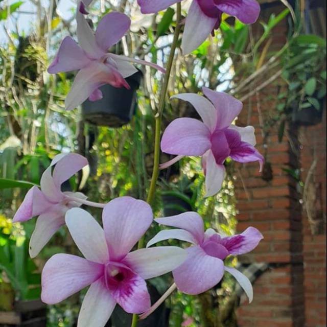 Anggrek Dendrobium mentangai dewasa