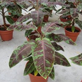 bibit BANANA RED BLOD