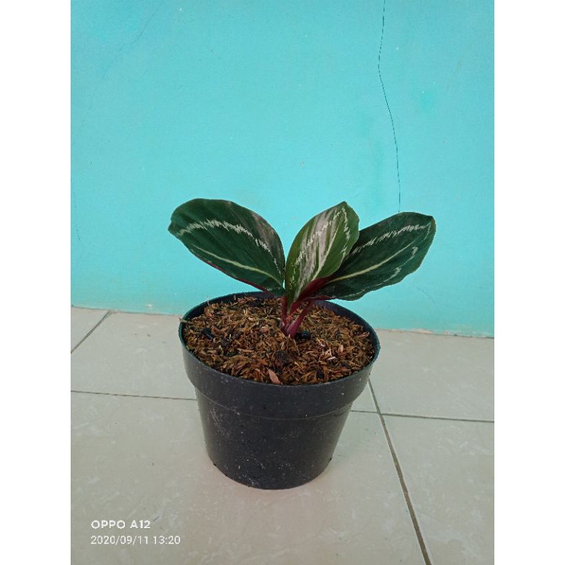 Kalatea Green Black