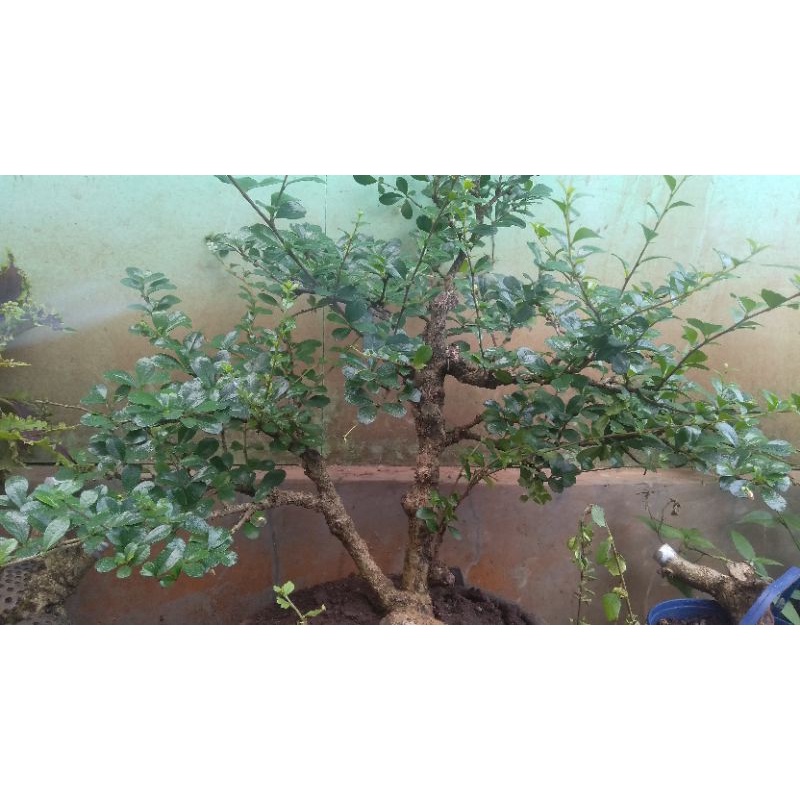 BONSAI HOKIANTEA