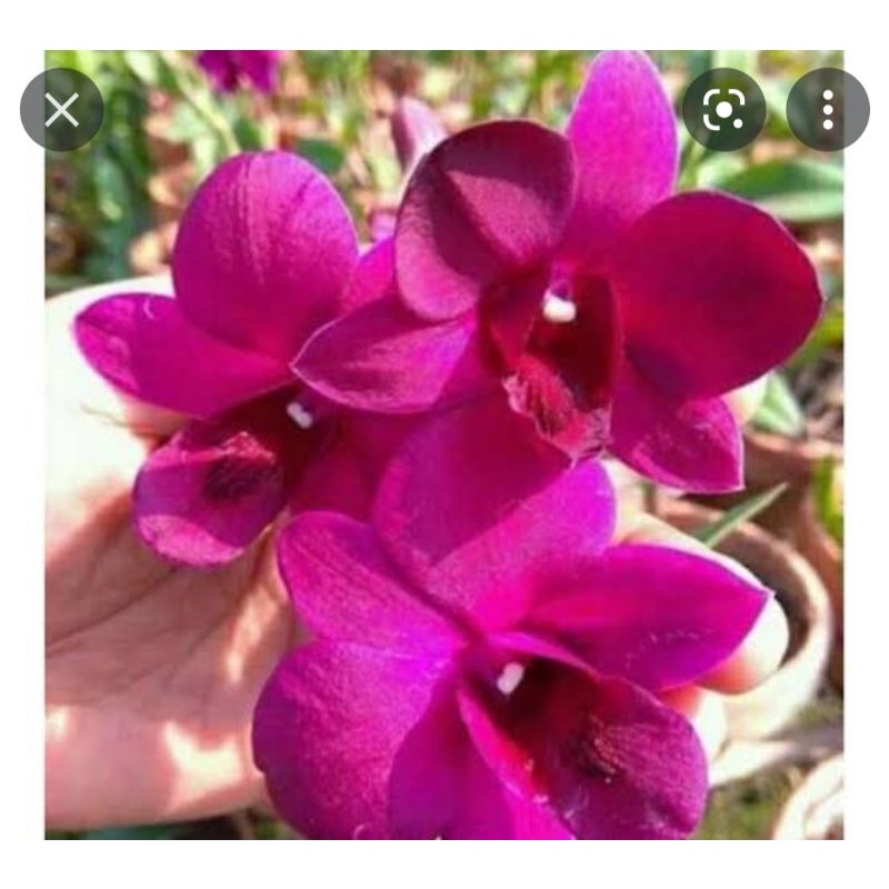 Den. Sakda Beauty Dewasa