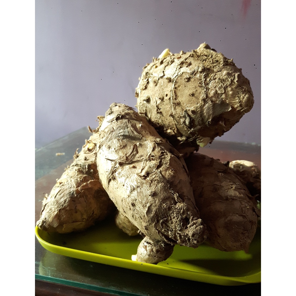 TEMULAWAK Fresh ( Segar )