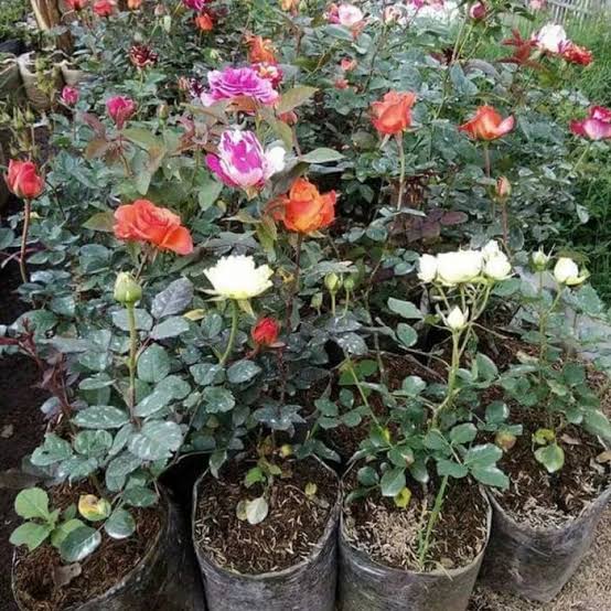 tanaman mawar/rose