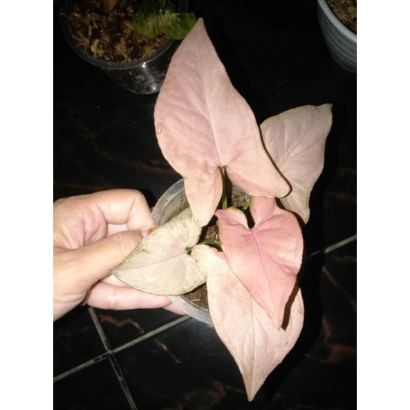 Singonium pink