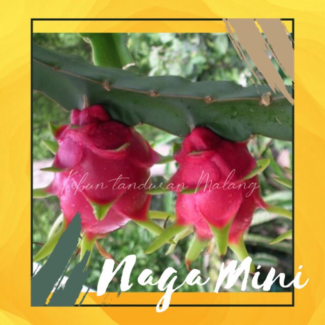Bibit Naga Mini Segar