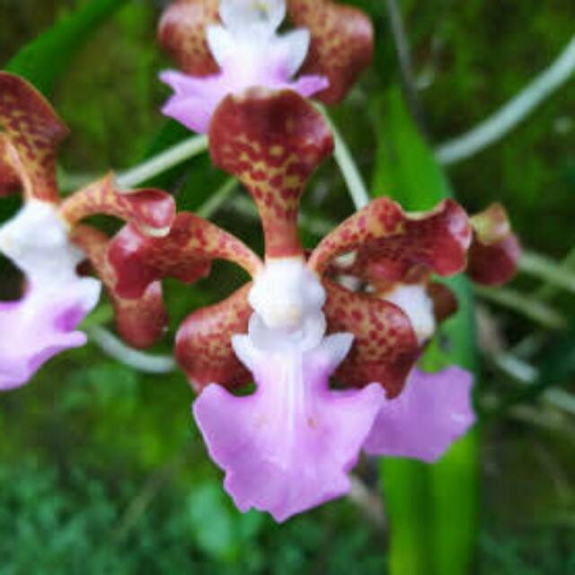 V. Insignis  sp dari ntt