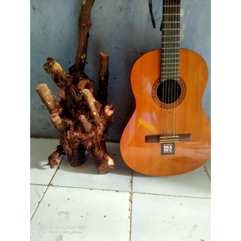 bahan bonsai ileng ileng jumbo