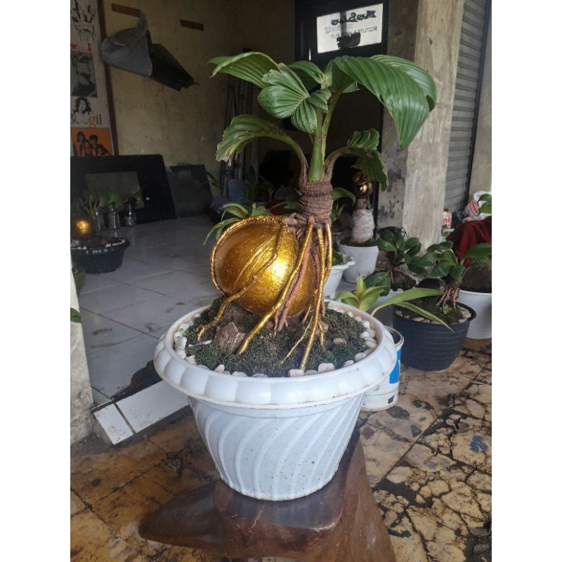 kelapa bonsai