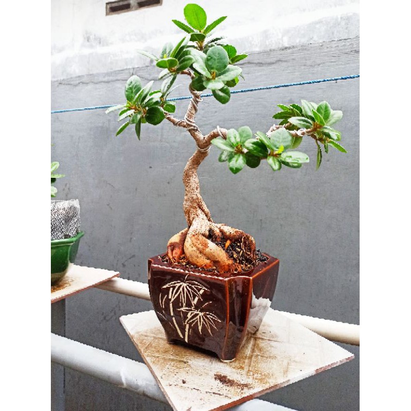 Bonsai Dolar Semai Biji