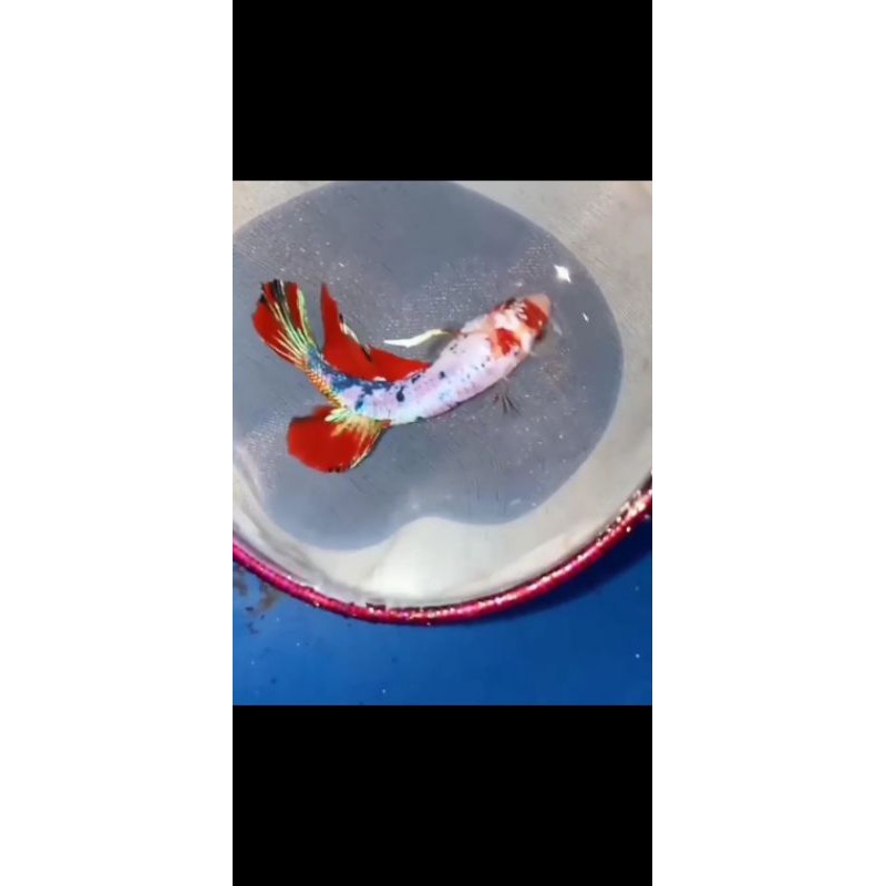 male candy multy gold