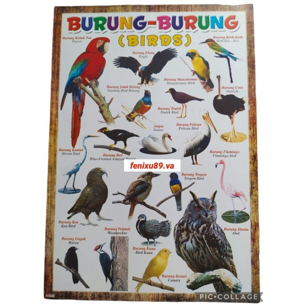Poster Burung Hewan