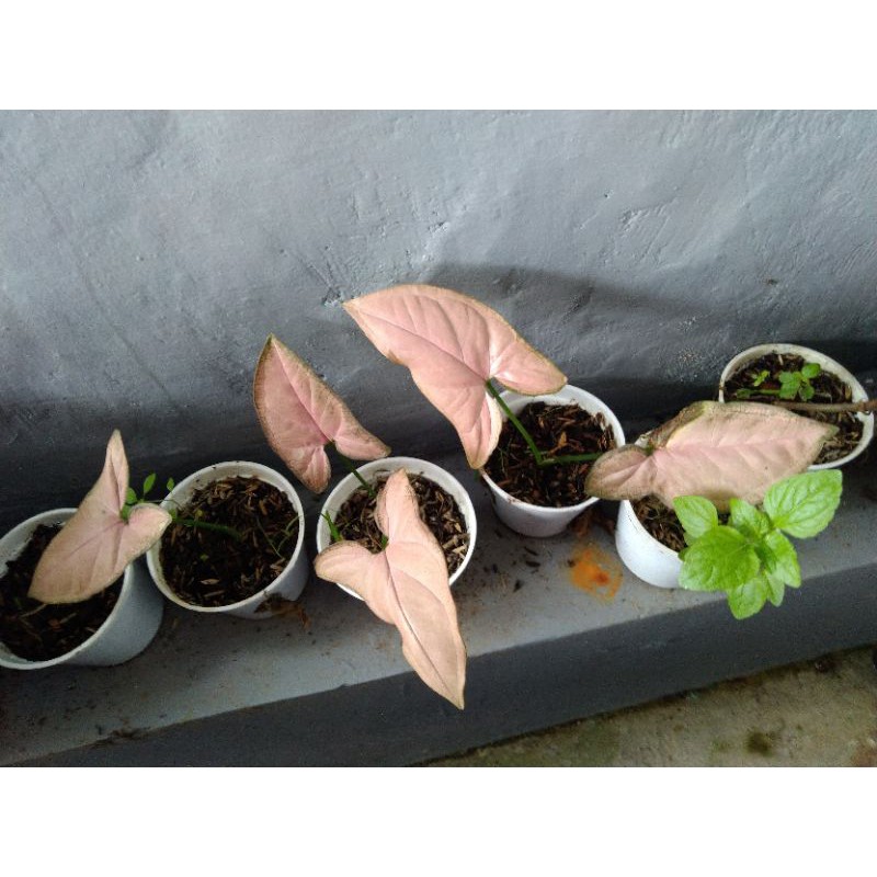 singonium pink