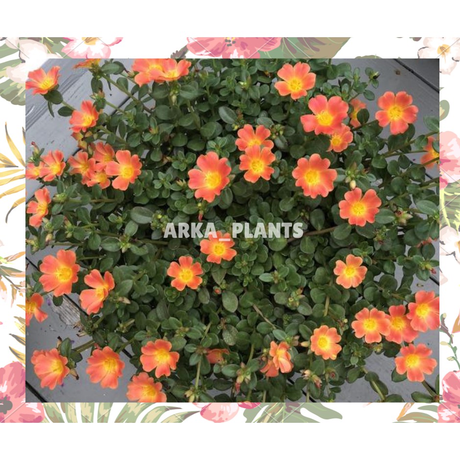 MOSE ROSE ORANGE / PUKUL 9 ORANGE