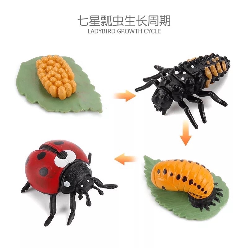 Life Cycle Figurine (Lady Bug)