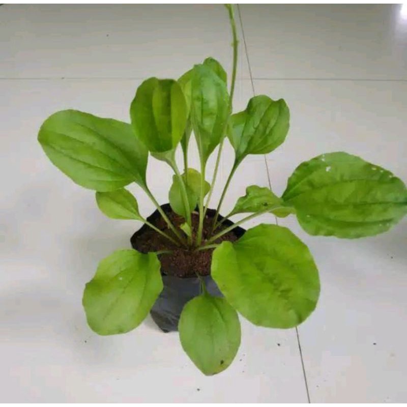 (COD) bibit daun sendok - bibit daun ki urat