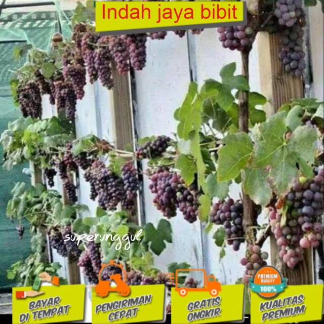 Bibit anggur caroline (BISACOD)