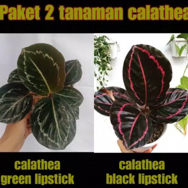 paket 2 calathea