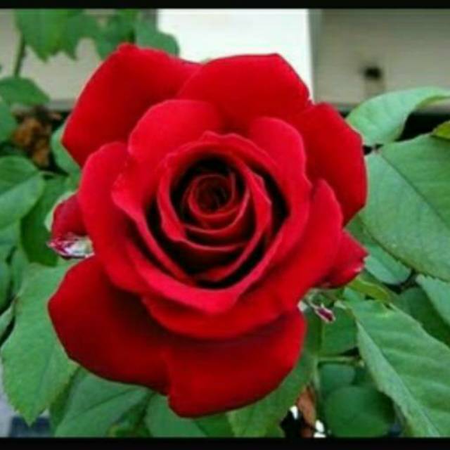 Tanaman Mawar Merah