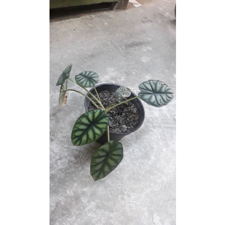 RAWATAN DRAGON SCALE ASLI KALIMANTAN
